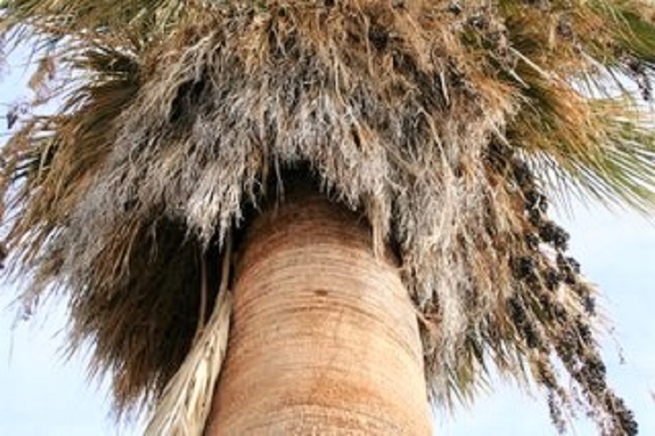top of a palm tree showing the worn out fronds all dead