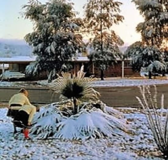 Palm inundated with snow in a desert climate.