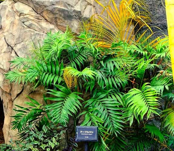 parlor palm growing next to a rock wall in a botanical garden