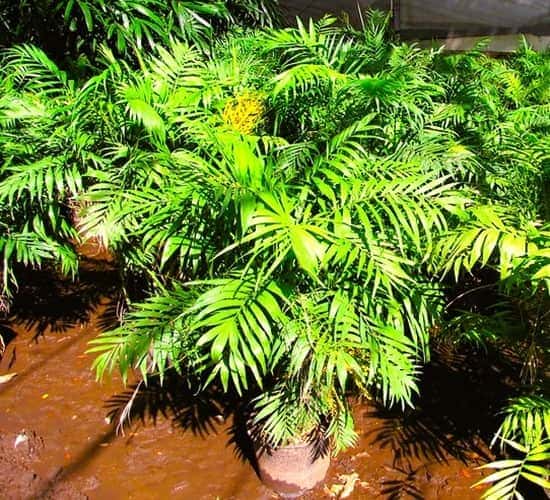 Parlor Palm available for purchase in a nursery