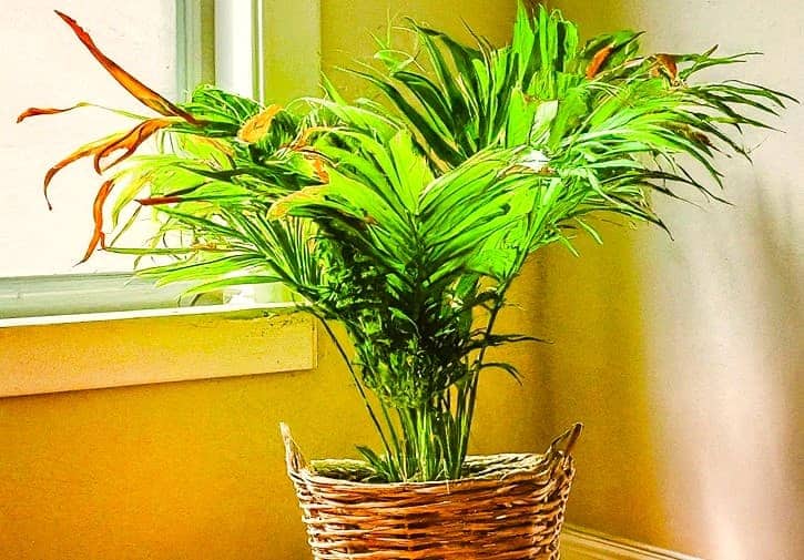 a parlor palm is placed too close to a window