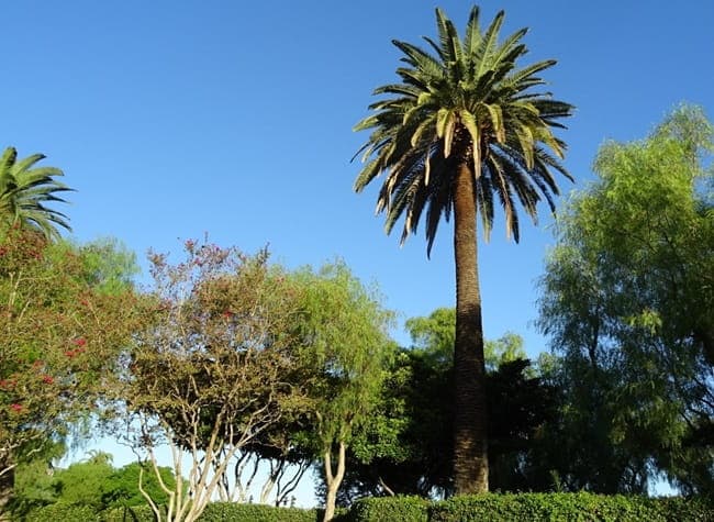 The Phoenix canariensis or Canary Island Date Palm grows stately amidst other trees.