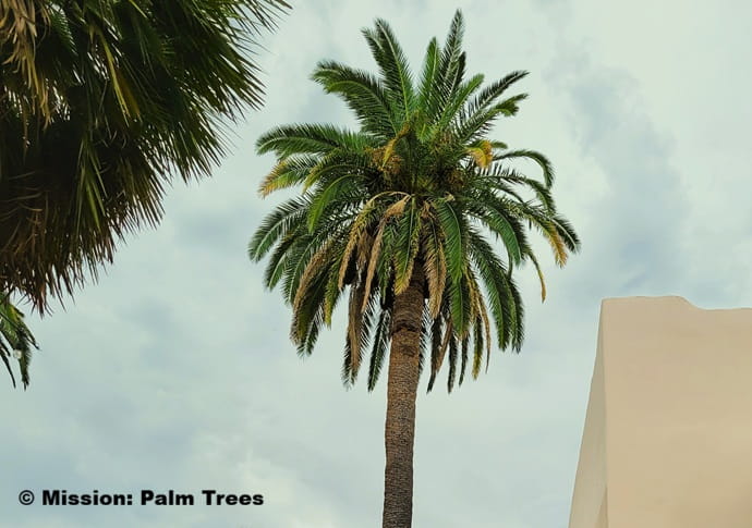Canary Island date palm