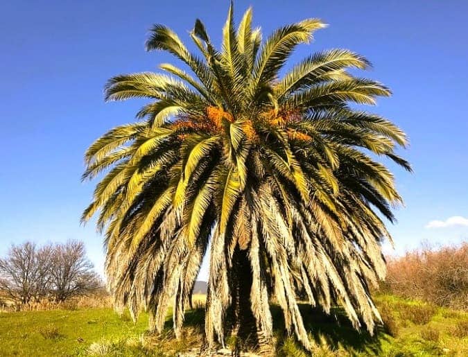 Does Arizona Have Palm Trees? We Live Here & We Know AZ Palms!