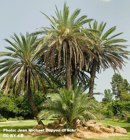 several date palms growing side by side