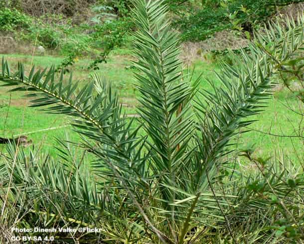 young Wild Date Palm