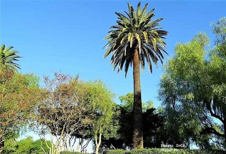 Worlds Tallest Palm Trees Here They Are!