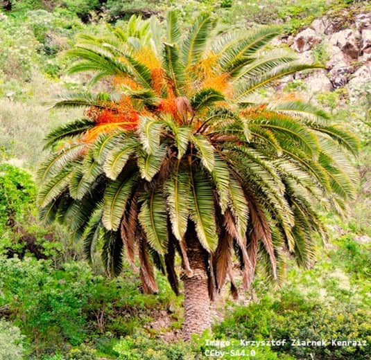 Canary Island palm with focus on large round crown surrounded by other vegetation.