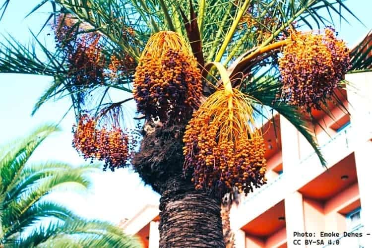 Phoenix dactylifera producing dates on an apartment home's landscape.
