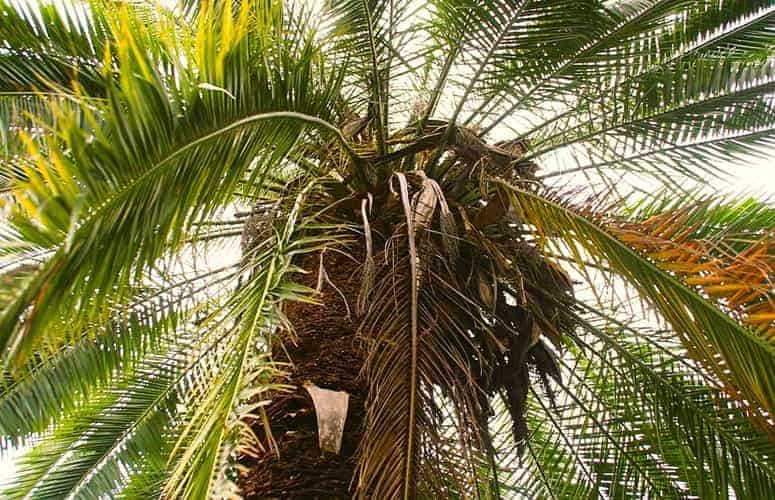 Senegal Date Palm upward into the crown