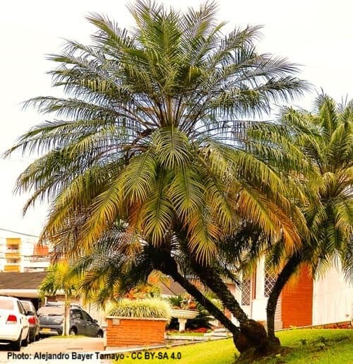 Pygmy Palm grows as a threesome on a property in Colombia.