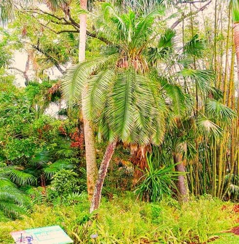 Phoenix rupicola - The Cliff Date Palm in a garden.