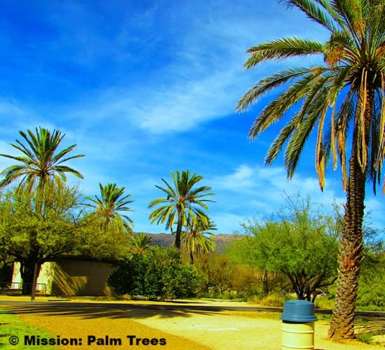 several Canary Island palm trees growing in some parkland several Canary Island palm trees growing in some parkland