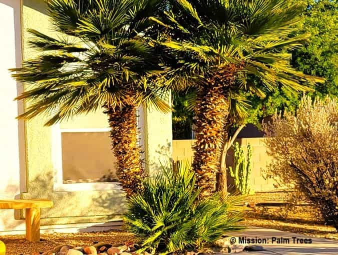 twin Phoenix Roebelinii trunks have a coarse texture.