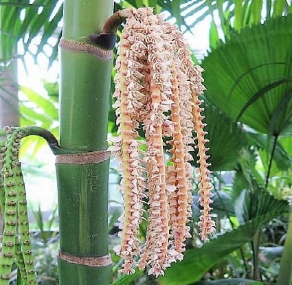 Some pretty pink flowers growing from the side of this palm. Pinanga coronata Inflorescence