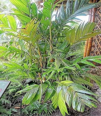 What's this nice looking palm growing in McKee Botanical Garden in Vero Beach, Florida? Pinanga coronata at McKee Botanical Garden