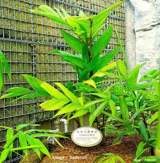 Labeled Pinanga coronata growing in a garden near a fence.