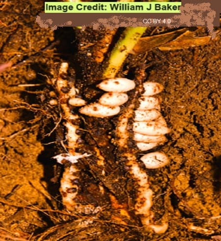 And underground palm tree with its fruit also underground.