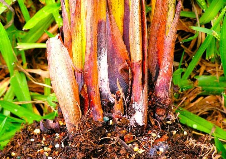 pink rot on the stems of palms pink rot on the stems of palms