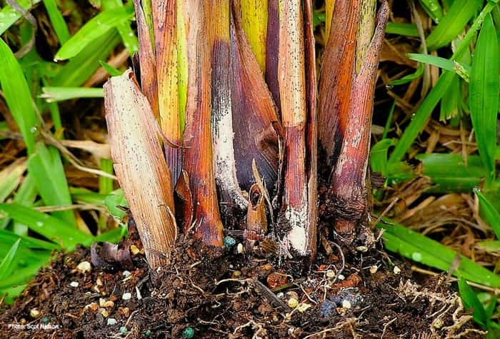 lower stems of an Areca palm showing signs of severe fungal attack