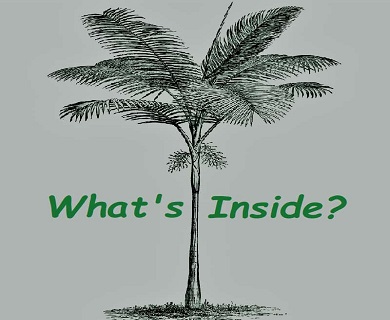 Finding out about the inside of palm trees. Drawing of pinnate palm with a question about its insides