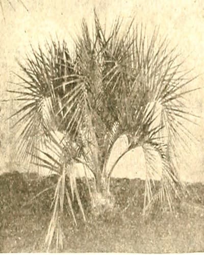 Vintage image of pinnate palm Vintage image of pinnate palm