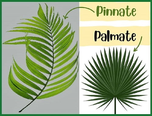 Different appearance of palmate to pinnate fronds. Example of pinnate frond and palmate frond