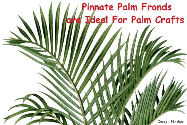 DIY Palm Tree Craft Balmy Palm Fun For All Ages!