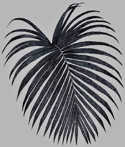 Drawing Coconut Tree Vector Images (over 5,800)