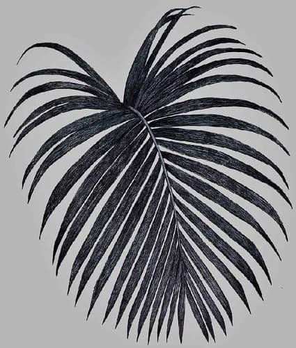 Palm trees that are pinnate mean their leaves come off the stem sequenced in a row. Pinnate palm tree leaf drawing
