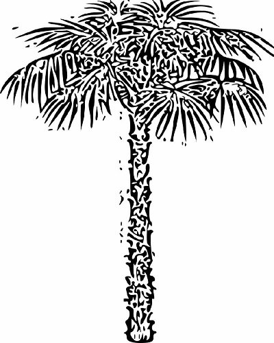 A line drawing of a palm tree that tries to capture a more accurate view of what a palm tree really looks like. Palm for a drawing model