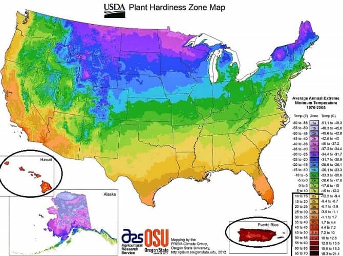 Palm Trees in the US Find Where They Live!