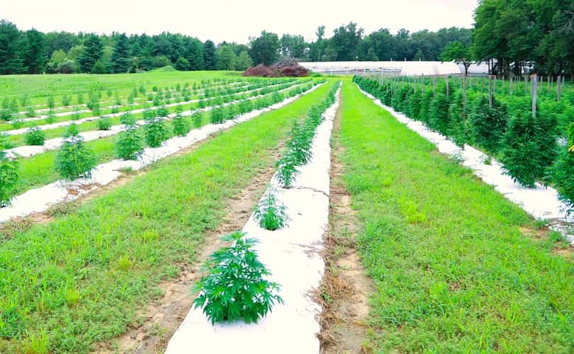 ground cover for plants