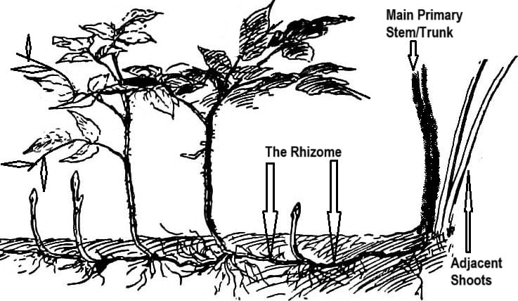Example drawing of a plant developing sucker shoots and rhizomes