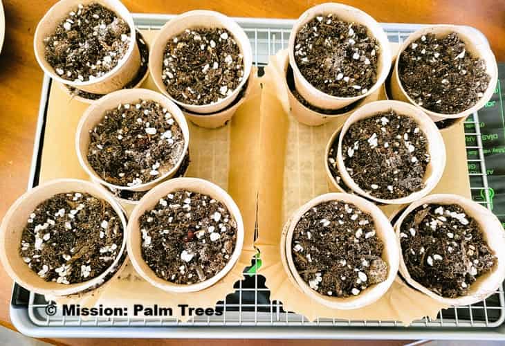 ten organic planting pots containing substrate for growing palms from seed