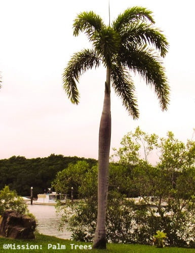 Palm tree in the harbor at Port Douglas, Queensland Australia Palm tree in the harbor at Port Douglas, Queensland Australia