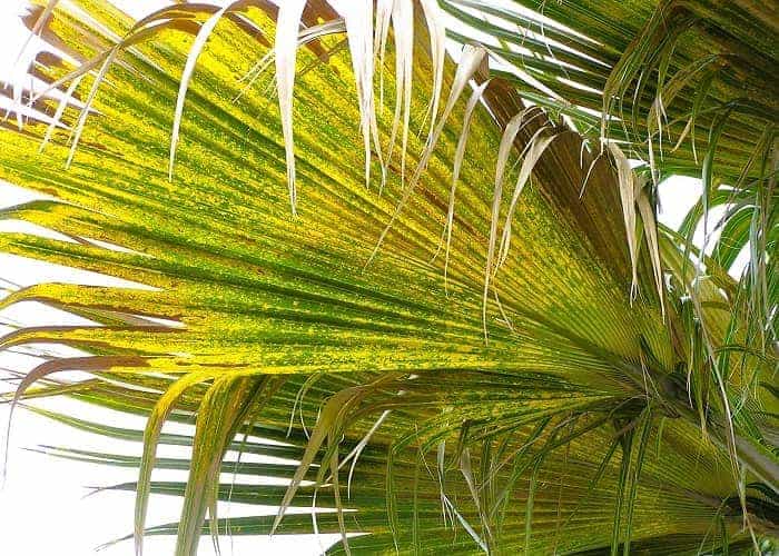 Fronds showing potassium problem