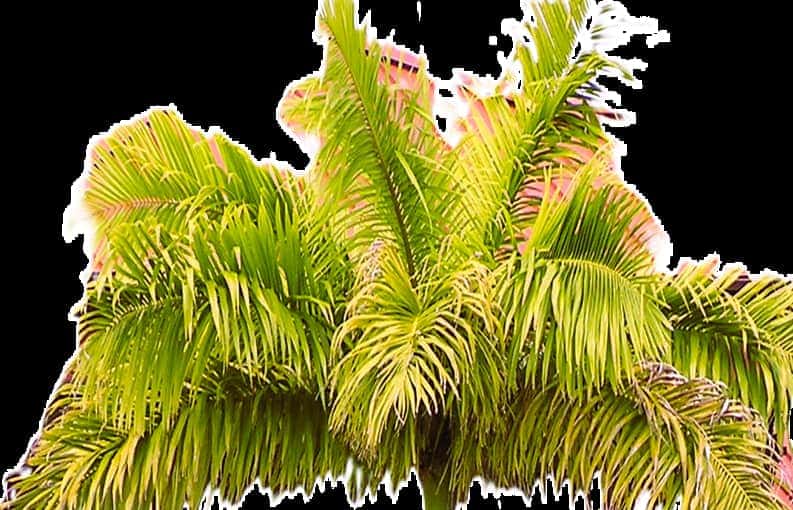 Palm fronds showing nitrogen and potassium deficiency
