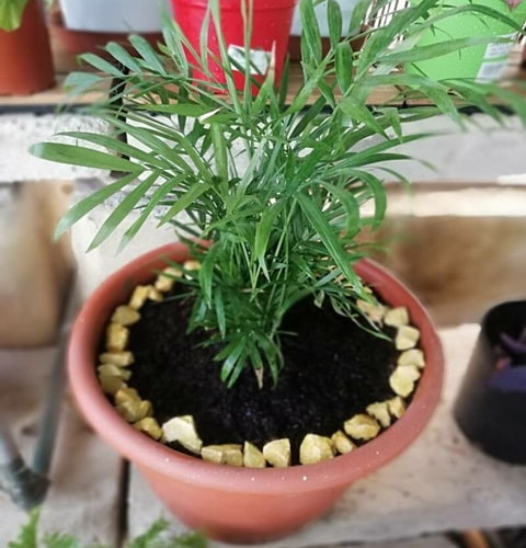 potted palm will eventually need a larger container