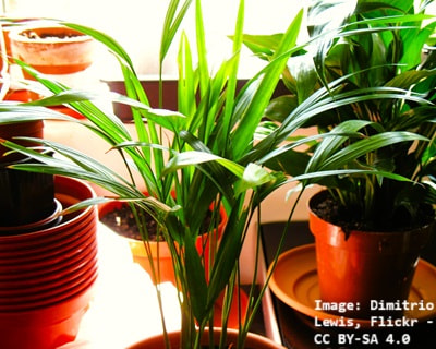 Small Areca Palm in a container with other potted plants nearby