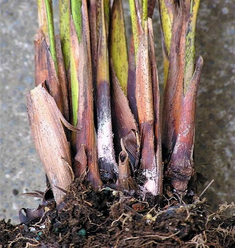 potted areca palm with problems