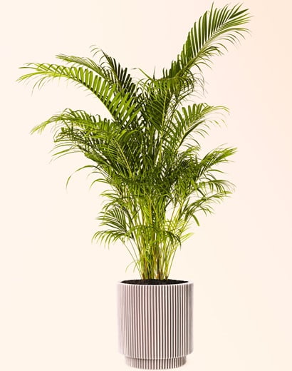 potted indoor live palm tree
