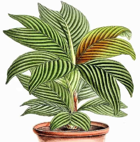 What a gorgeous palm for planting in a pot indoors! Stunning potted palm tree
