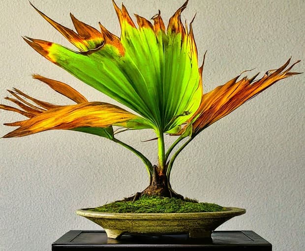 palm growing in a container with no drainage