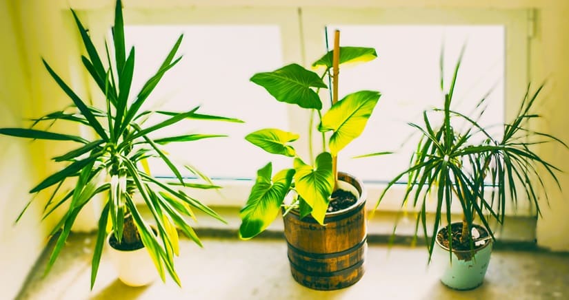 three potted tropical-like plants in a row indoors three potted tropical-like plants in a row indoors