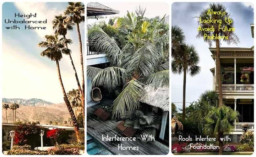 Illustrated mistakes when placing palms in a landscape Illustrated mistakes when placing palms in a landscape