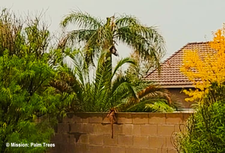 Queen Palm in a backyard in Tucson Arizona