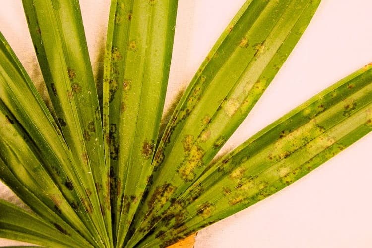 Leaf Spot Evidence on Kentia Palm