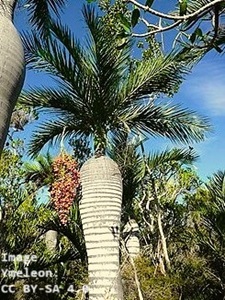 Unique Chubby Trunk on this palm tree