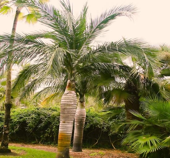 How to Identify Palm Trees - Best Guide to Essentials